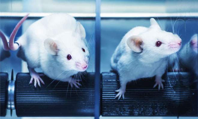Prize for predicting chemicals' harmful effects without animal testing
