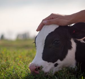 calf in field antibiotic use story