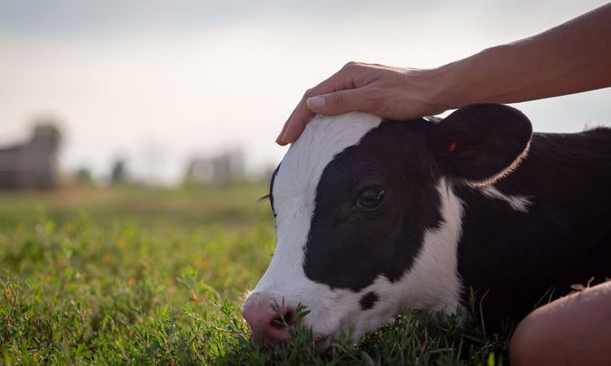 calf in field antibiotic use story