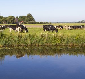 antibiotics cows near water