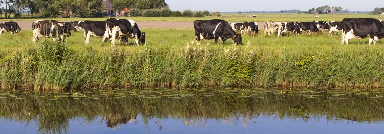 antibiotics cows near water