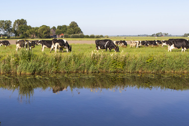 antibiotics cows near water