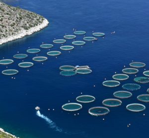 Paper explores future scenarios for aquaculture in COVID-19 era