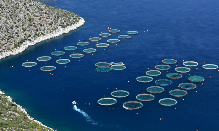 Paper explores future scenarios for aquaculture in COVID-19 era