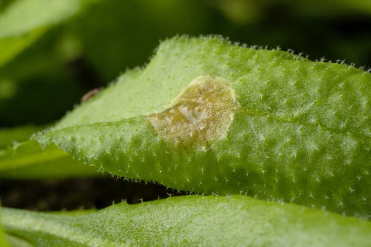 Arabidopsis thaliana plant