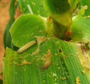 armyworm