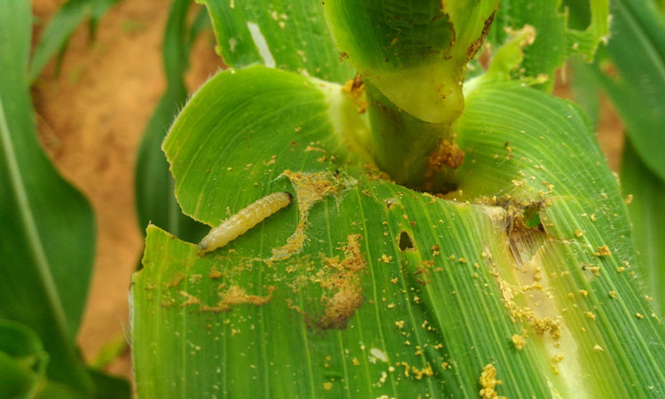 armyworm