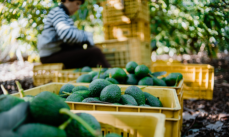 avocado farm