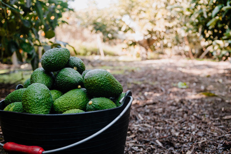 avocados from Kakuzi