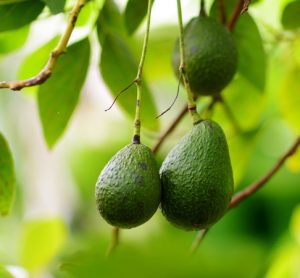 Apeel Avocados to be available in the EU for the first time