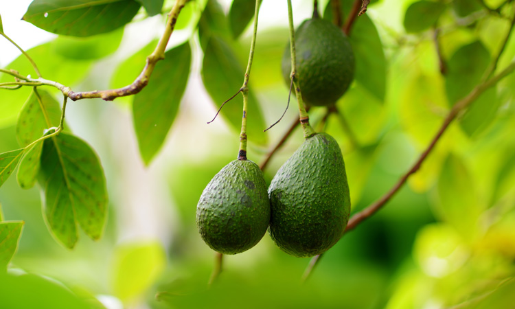 Apeel Avocados to be available in the EU for the first time