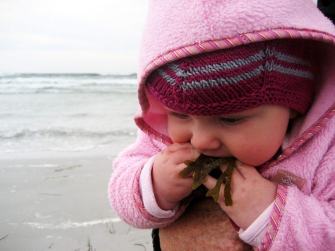 baby eating seaweed