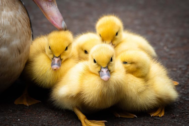 backyard poultry