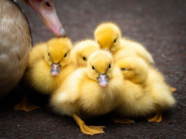 backyard poultry