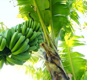 Saving banana crops