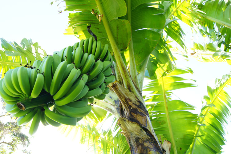 Saving banana crops