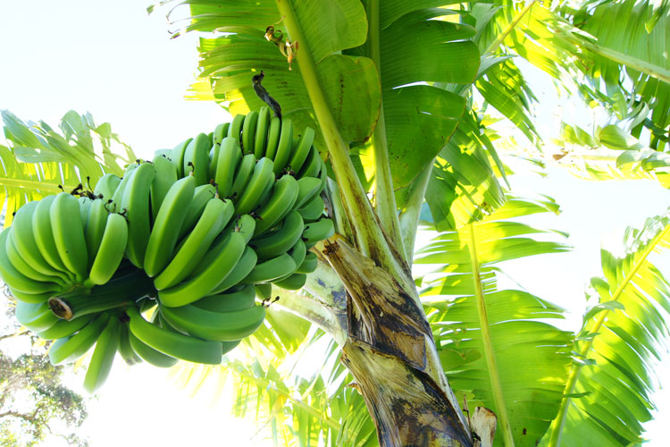 HOW TO FARM BANANA MACHINE 🍌Only around until new years eve so