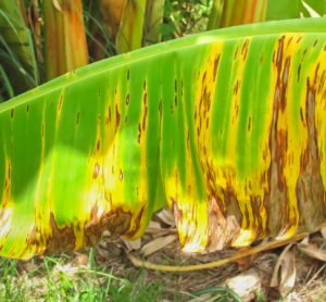 Field test detects banana fungus TR4 faster than ever