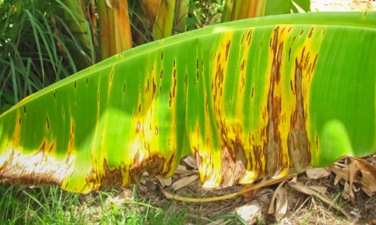 Field test detects banana fungus TR4 faster than ever