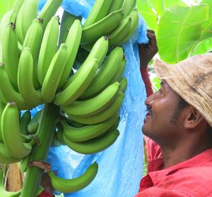 banana farmer in Latin America