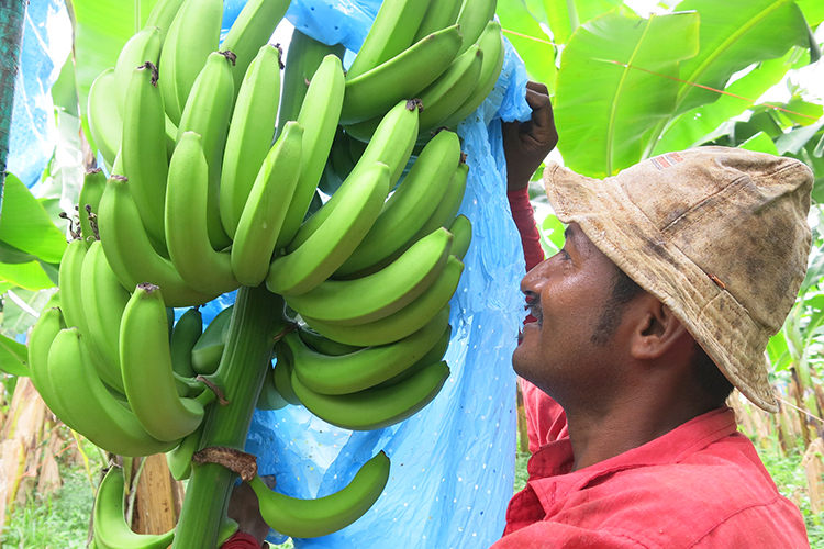 banana farmer in Latin America