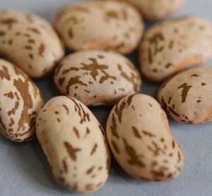 USDA-ARS develops leafhopper- and drought-resistant bean