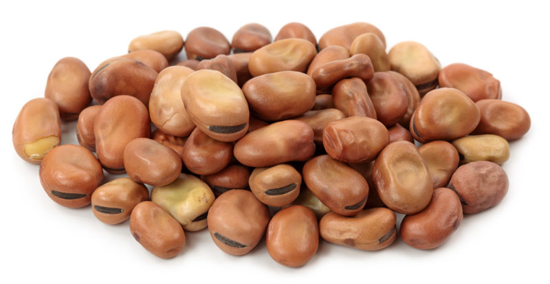 fava beans analysis