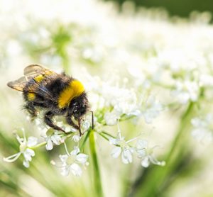 pollinators