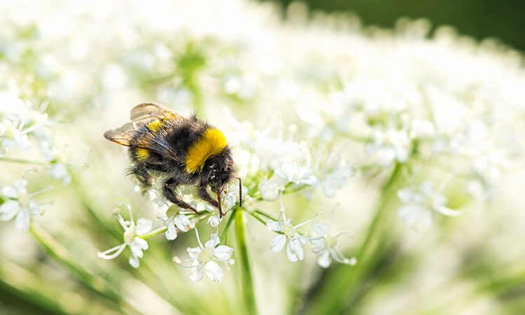 pollinators