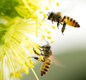 Decline in insect population threatens global food production, says report