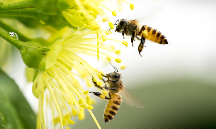 Decline in insect population threatens global food production, says report