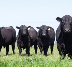 the beef industry could reduce its greenhouse gas emissions