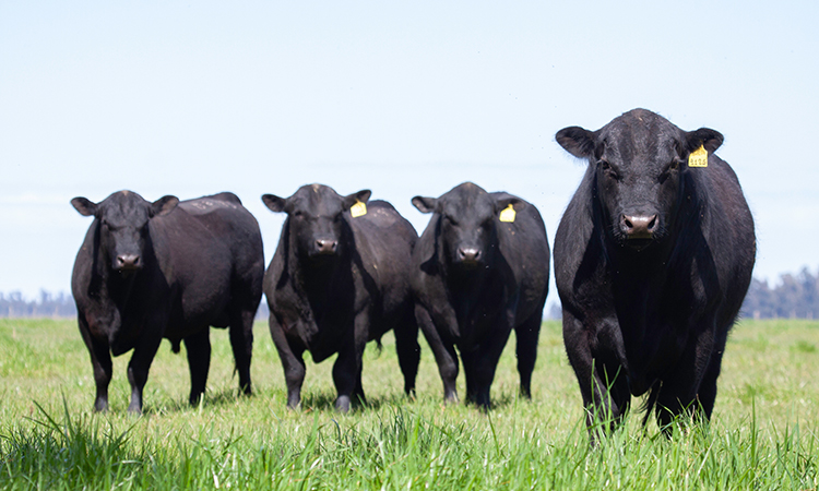 l’industrie bovine pourrait réduire ses émissions de gaz à effet de serre
