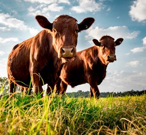 beefmaster cattle in South Africa