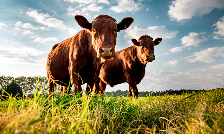 beefmaster cattle in South Africa