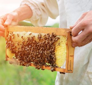 Beekepers in trouble after 2020 harvest