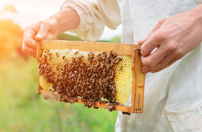 Beekepers in trouble after 2020 harvest