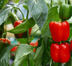 Bell peppers could now be grown all year round