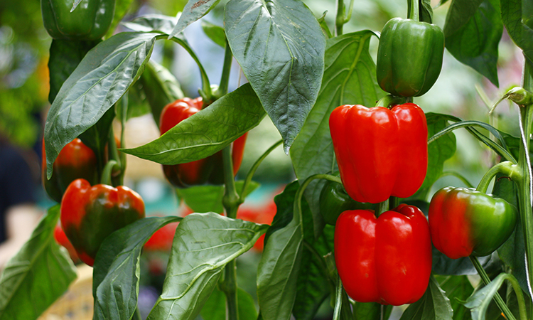 Bell peppers could now be grown all year round