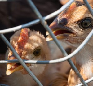 bird-flu-outbreak-uk