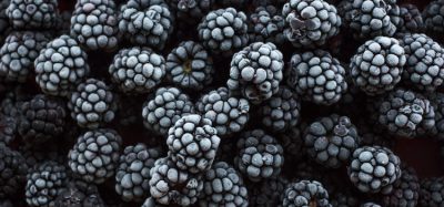frozen blackberry