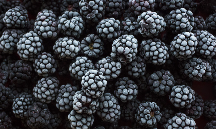 frozen blackberry