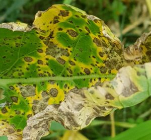 Could chickpea genes save mustard seeds from blight disease?