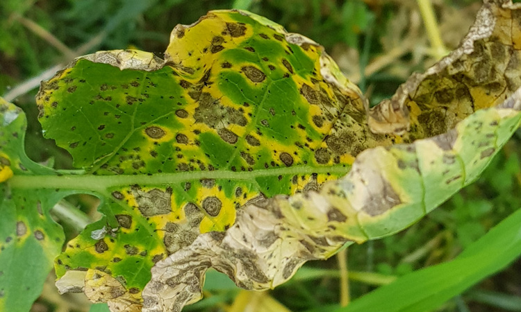 Could chickpea genes save mustard seeds from blight disease?