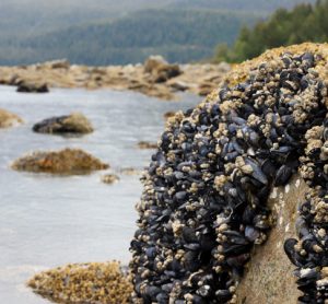 Individual dies from paralytic shellfish poisoning in Alaska