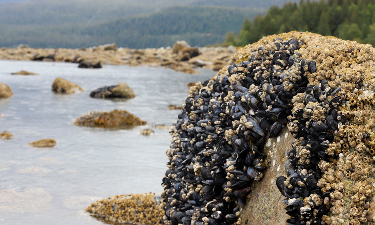 Individual dies from paralytic shellfish poisoning in Alaska