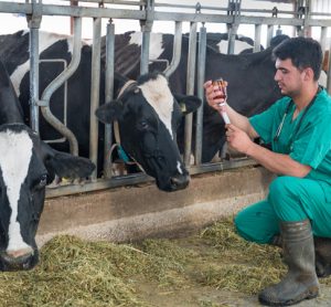 “Ground-breaking” bovine TB vaccine field trials given the go ahead