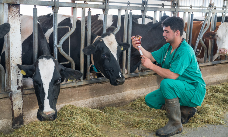 “Ground-breaking” bovine TB vaccine field trials given the go ahead
