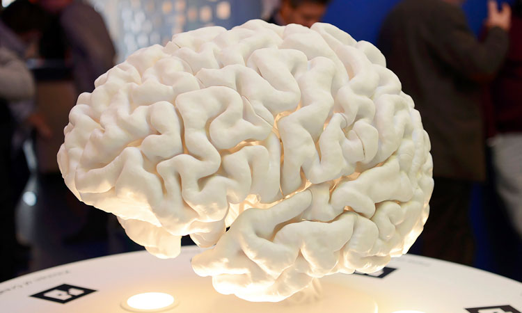 model of human brain
