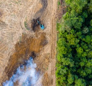 Study reveals scale of illegal soy and beef exports from Brazil to EU